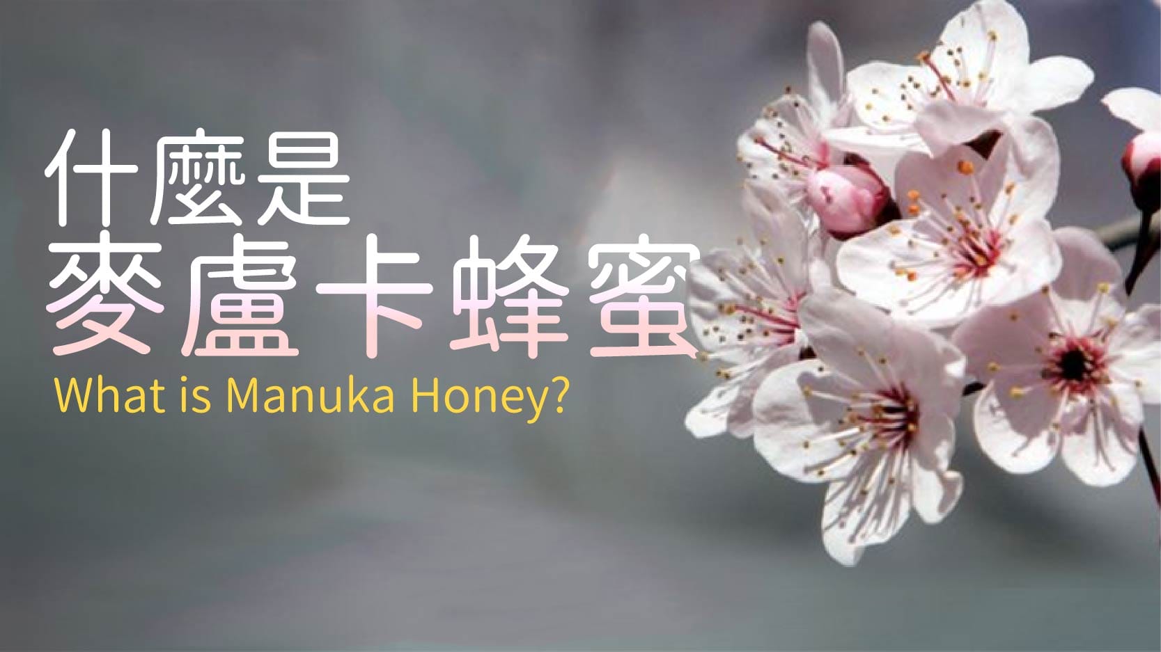 甚麼是麥盧卡蜂蜜? What is Manuka Honey?
